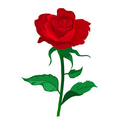 Beautiful red rose isolated on white. Vecto