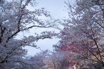 Cherry blossom night view at Kyoto Botanical Gardens