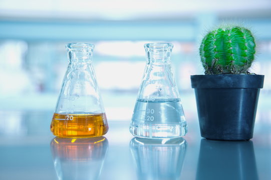 flask and green cactus plant in black pot in science laboratory