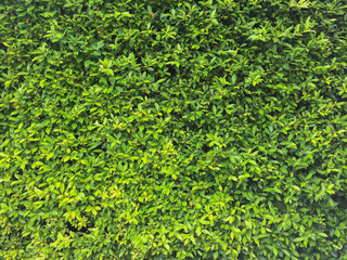 Banyan Tree covered wall, background or texture with green leaves lush.