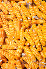 dry corn