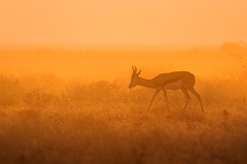 Springbok in golden morning light.