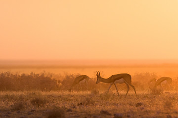 Springbok in golden morning light.