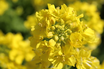 春の妖精達が舞っている菜の花畑