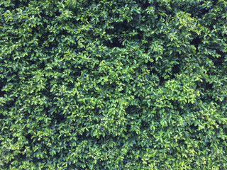 Banyan Tree covered wall, background or texture with green leaves lush.