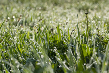 Luzula campestris flowers in the morning dew.