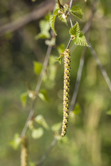 Birch pollen braid.