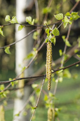 Birch pollen braid.
