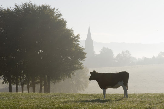 Een koe in een weiland in de Belgische Voerstreek