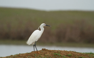 Little egret (Egretta garzetta) on the coast of lake, Kalmykia, Russia