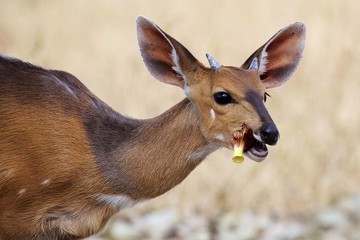Bushbuck eating flower of sausage tree (Kigelia africana)
