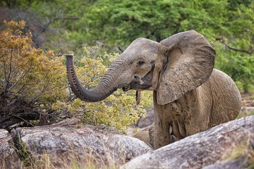 African elephant testing the air