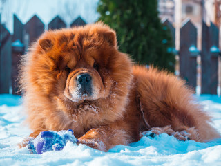 Red chow chow dog in the garden, winter and white snow.