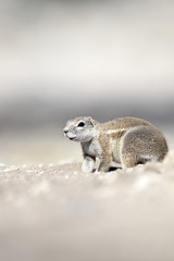 Ground Squirrel.