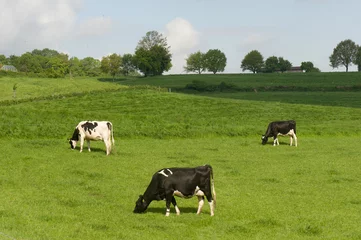 Foto auf Leinwand Koeien in een weiland in de Belgische Voerstreek © twanwiermans