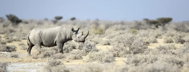 Blackout roller blinds Rhino Black Rhino walking through the veldt