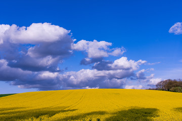 Landscape Rapeseed Fields Spring Rapsfelder im Frühling