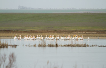 Great white pelicans (Pelecanus onocrotalus) on the Manych-Gudilo lake, Kalmykia, Russia