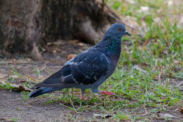 The dove on floor.