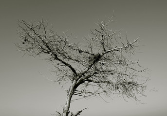 A dry tree with an abandoned nest at blue sky background