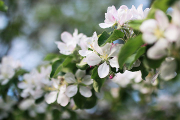 flowering apple tree with bright white flowers