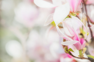 Delicate pink Magnolia flowers at blurred Blossom of Magnolia tree , springtime nature concept, floral border