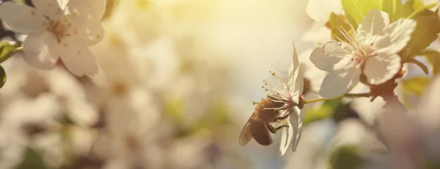 Foto op Aluminium Prachtige natuur achtergrond met bloeiende kersen en een bij. Lente bloemen. Mooie Boomgaard Samenvatting onscherpe achtergrond. © sushytska