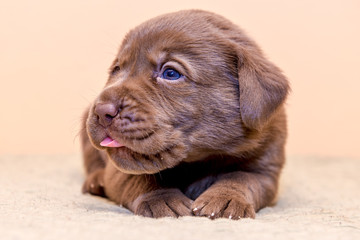 Puppy retriever labrador retriever dog brown chocolate color
