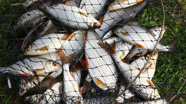 Caught live roach fish jumping in a scoop net