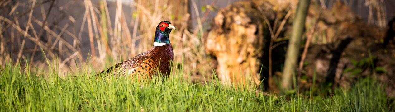 Single male pheasant sits in the grass