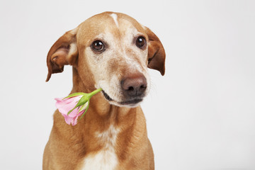 Brown dog with pink rose in its mouth.  On the bright background. 