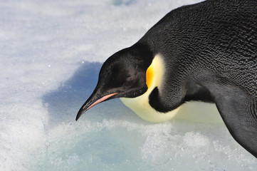 Emperor Penguin on the snow