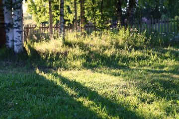 birch and grass on sunset countryside 