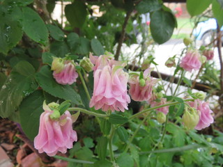 Aquilegia