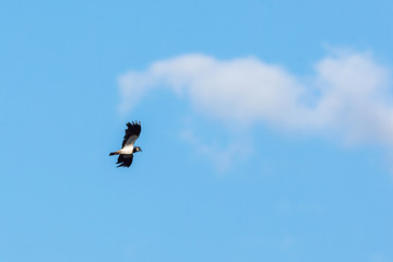 Northern Lapwing bird come fly in the sky