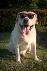 Labrador retriever smile with sunglasses