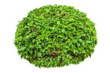 Plakat green bush isolated on white background.