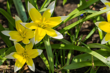 Yellow tulips with green leaves in sunshine