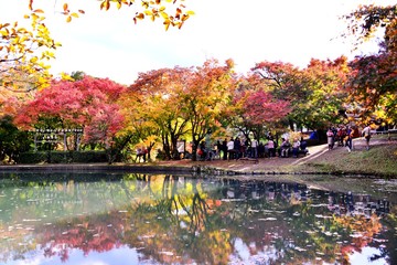 用作公園の紅葉
