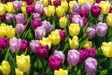 Colored tulips in the sun