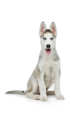 Cute husky puppy dog
