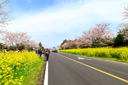 Spring Canola Blossm On The Street In Jeju Island, South Korea