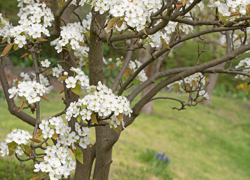 Bl&uuml;hende Nashi-Birne, Pyrus pyrifolia