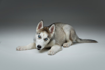Cute husky puppy dog