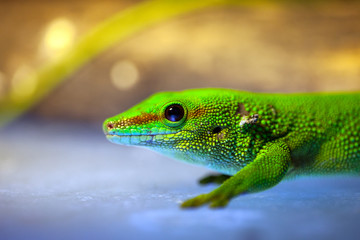 Green gecko lizard