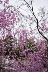 Cherry blossom at Heian Shrine, Kyoto, Japan