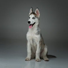 Cute husky puppy dog