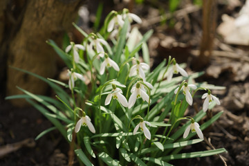 white snowdrops in sunny warm spring days, shallow focus