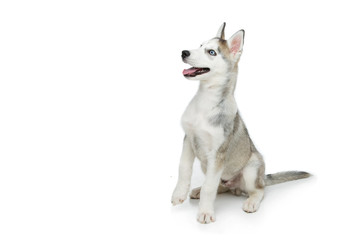 Cute husky puppy dog