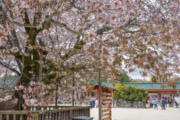 平安神宮の桜